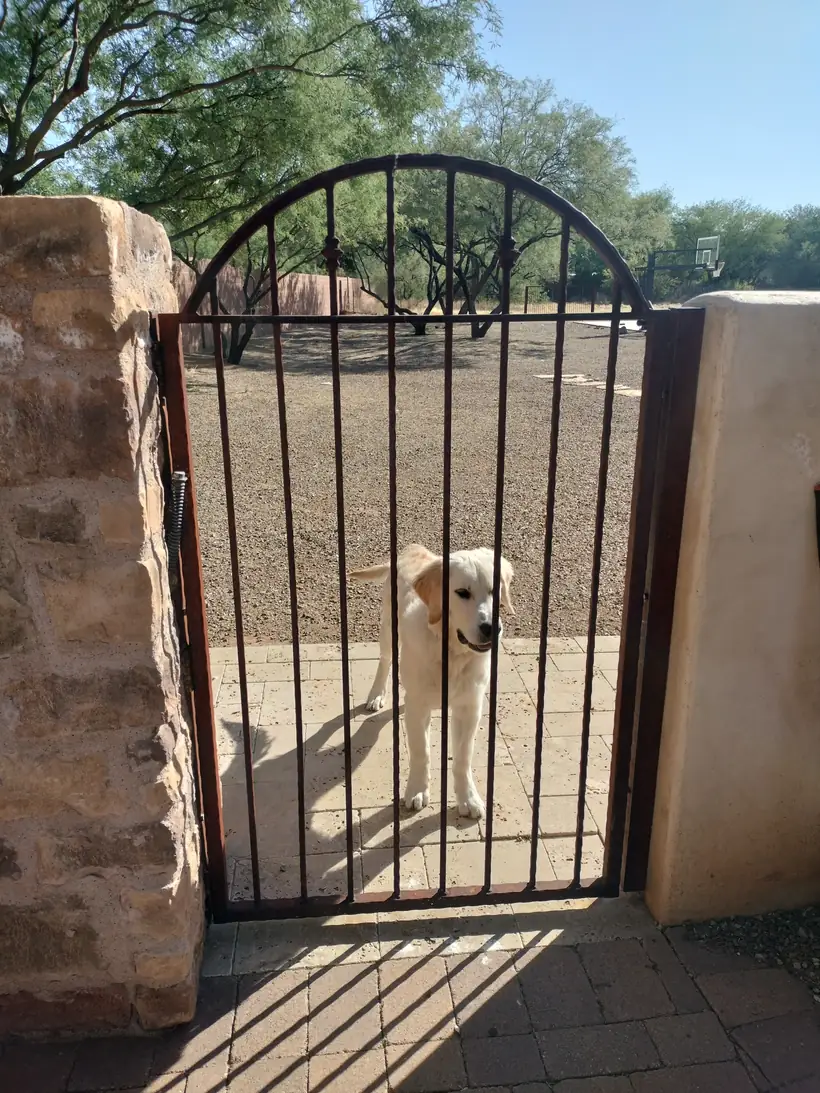 Dog behind a latched Tucson backyard gate after service